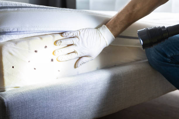 Wasp Removal Services in New Franklin, MO